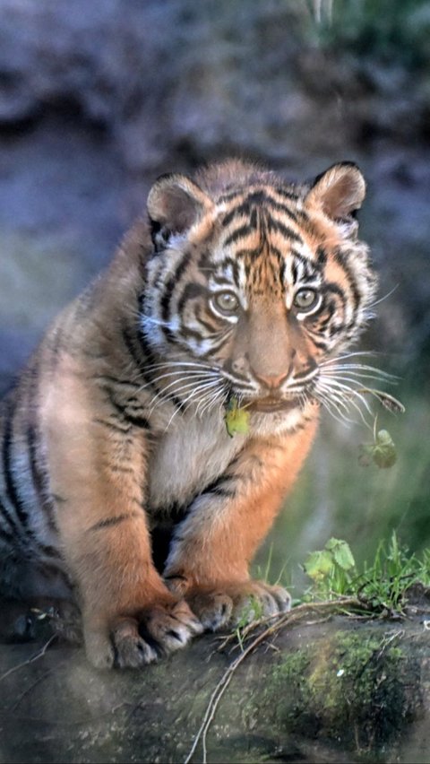 Kelahiran Kala menambah jumlah spesies Harimau Sumatera yang terancam punah. Tiziana Fabi/AFP