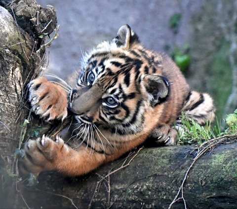 FOTO: Lucunya Kala, Bayi Harimau Sumatera yang Lahir di Kebun Binatang Roma