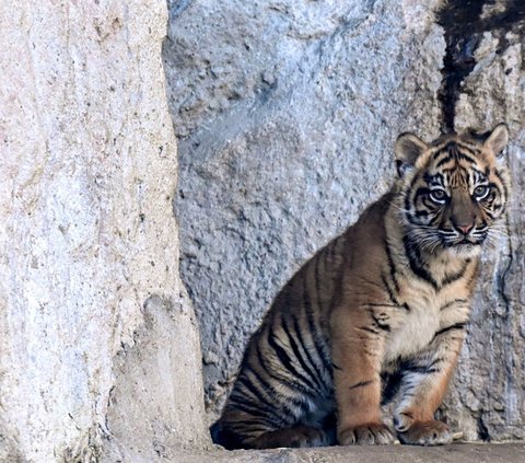 FOTO: Lucunya Kala, Bayi Harimau Sumatera yang Lahir di Kebun Binatang Roma