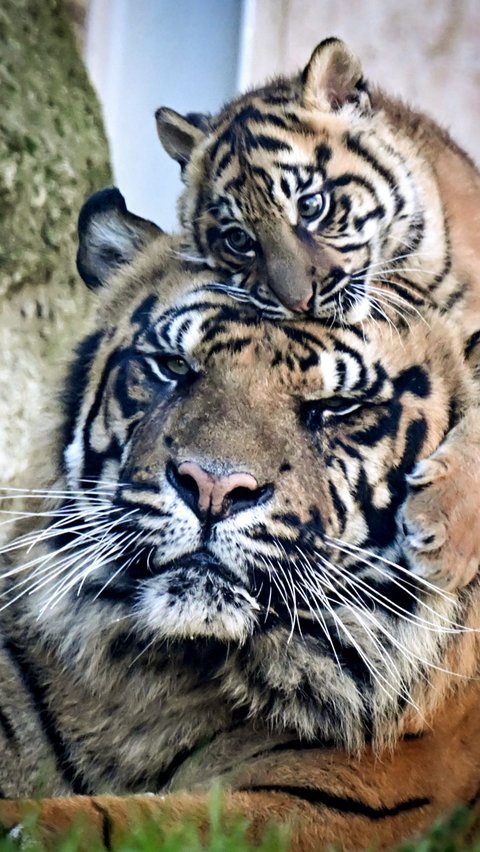 Sebagai informasi, Harimau Sumatera adalah spesies di terkecil dan paling langka dibandingkan jenis lainnya. Tiziana Fabi/AFP<br>