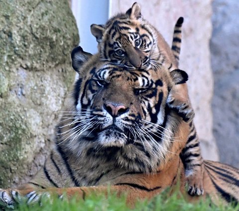 Kala, seekor bayi Harimau Sumatera, bermain bersama ayahnya, Kasih saat pertama kali diperkenalkan ke publik di Biopark Zoo, Roma, Italia, Kamis (7/3/2024). Kala lahir pada Desember 2023 dari pasangan harimau Sumatera bernama Tila dan Kasih. Tiziana Fabi/AFP