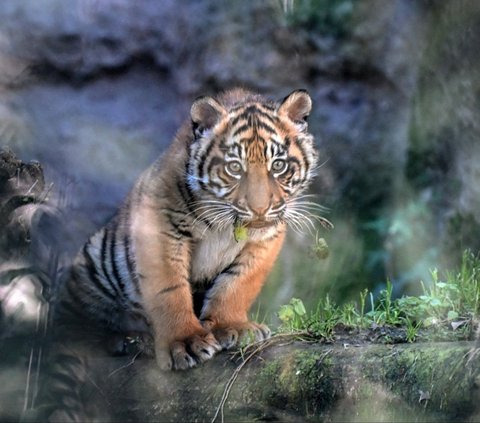 FOTO: Lucunya Kala, Bayi Harimau Sumatera yang Lahir di Kebun Binatang Roma