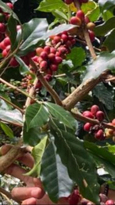 Dukung Pertanian Berkelanjutan, Surveyor Indonesia Gandeng Sekolah Tani Replanting Tanaman Kopi