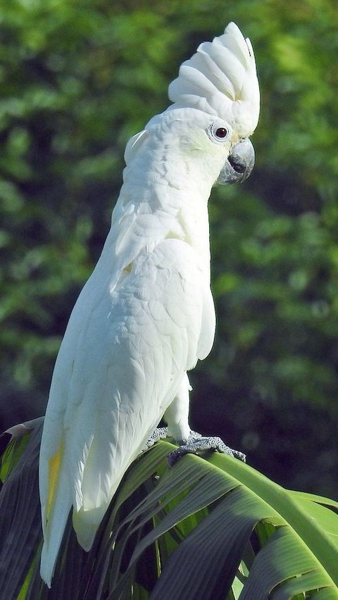 10. Hewan apa yang baru lahir udah langsung tua?<br>Jawab: Burung kakak tua<br>