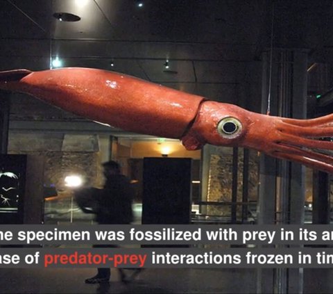 Living 183 Million Years Ago, Vampire Squid Fossil Found Still Clutching Prey in Its Arms