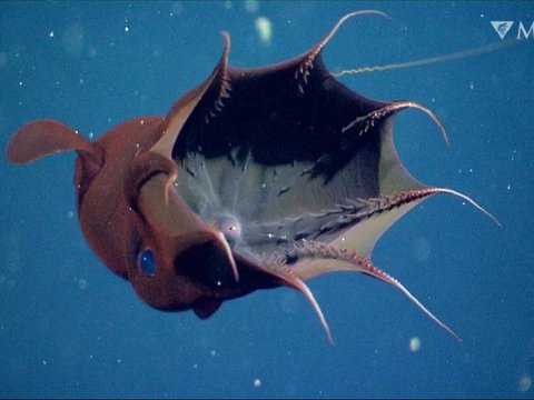 Living 183 Million Years Ago, Vampire Squid Fossil Found Still Clutching Prey in Its Arms