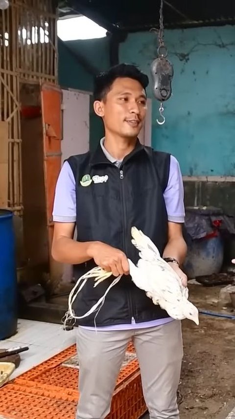 Berkat Usaha Ayam Kampung, Pemuda Indramayu Ini Sukses Raup Omzet hingga Ratusan Juta Rupiah