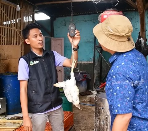 Berkat Usaha Ayam Kampung, Pemuda Indramayu Ini Sukses Raup Omzet hingga Ratusan Juta Rupiah