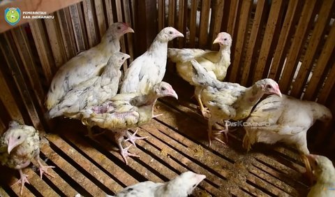 Fokus Kembangkan Ribuan Ekor Ayam Kampung