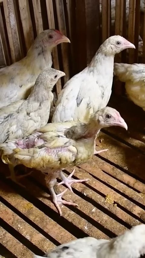 Berkat Usaha Ayam Kampung, Pemuda Indramayu Ini Sukses Raup Omzet hingga Ratusan Juta Rupiah