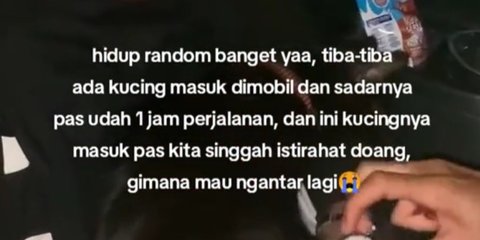 Tak Sengaja Terbawa di Mobil, Aksi Pemudik Kembalikan Kucing ke Pemiliknya Ini Tuai Pujian