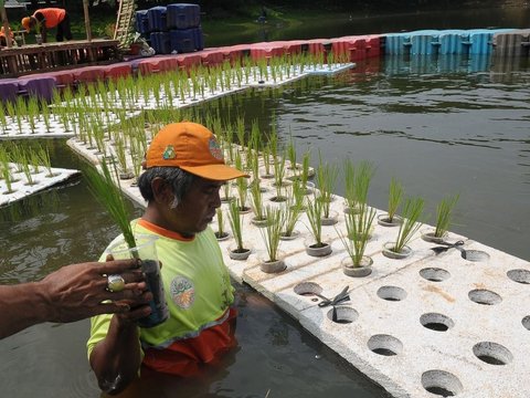 FOTO: Kreativitas Petugas UPS Badan Air Dinas Lingkungan Hidup Jakarta Mengubah Waduk Elok Menjadi Sawah Apung