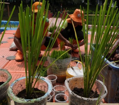 FOTO: Kreativitas Petugas UPS Badan Air Dinas Lingkungan Hidup Jakarta Mengubah Waduk Elok Menjadi Sawah Apung