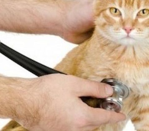 Penyebab Kucing Cacingan, Lengkap Beserta Gejala dan Cara Mengobatinya