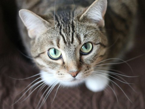 Berapa Meter Kucing Aman Jatuh dari Ketinggian?