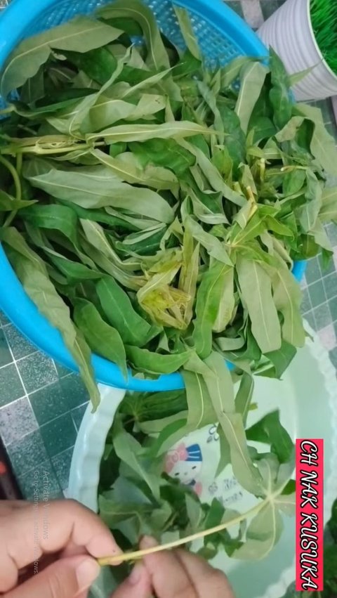 Cuci Daun Singkong 