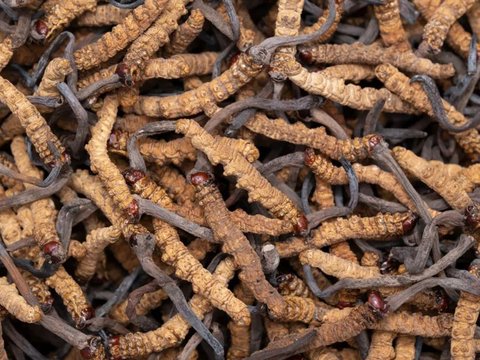 Resembling a Caterpillar, This Mushroom is Priced at Over Rp2 Billion per Kg