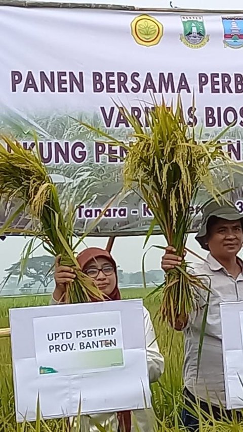 Kementan dan Provinsi Banten Kembangkan Padi Varietas Biosalin untuk Wilayah Pesisir