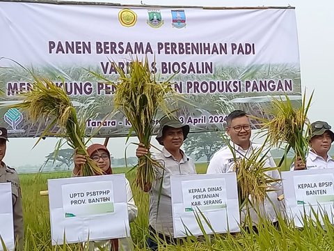 Kementan dan Provinsi Banten Kembangkan Padi Varietas Biosalin untuk Wilayah Pesisir