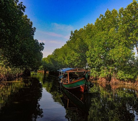 Perahu nelayan yang membawa wisatawan melewati kawasan mangrove di Sunge Jingkem di Kp. Sembilangan, Tarumajaya, Kabupaten Bekasi, sabtu (13.04/2024). Destinasi ini menawarkan ekosistem mangrove yang indah dan unik untuk wisatawan yang mencari pengalaman alam yang menarik. Foto: merdeka.com / Arie Basuki