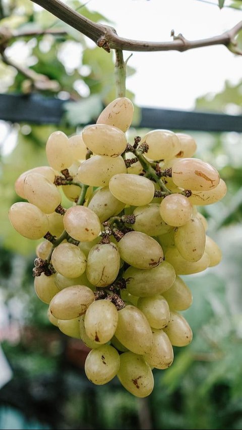 Cukup dengan 1 Bahan Dapur, Begini Cara Bersihkan Kandungan Lilin pada Buah Anggur