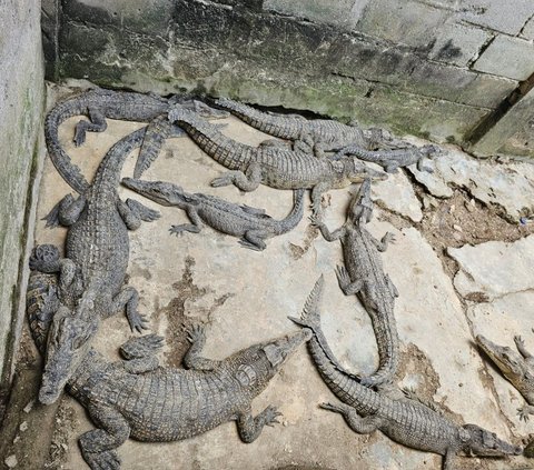 Sedang Cari Ikan, Warga Mukomuko Tewas Diserang Buaya