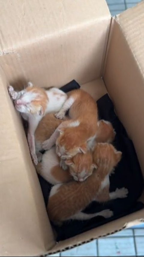 Bukan Service Mobil, Aksi Pria Datang ke Bengkel Keluarkan Anak Kucing Ini Curi Perhatian