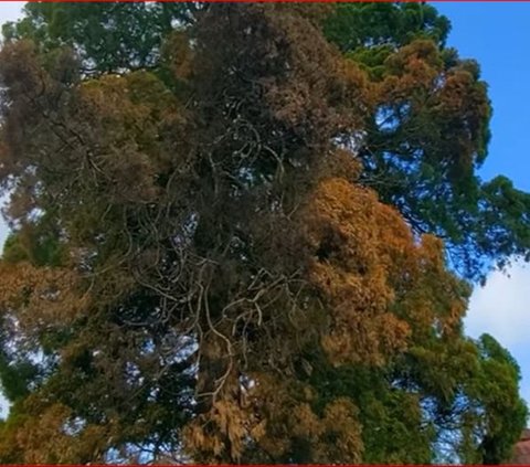 Pohon Cemara di Temanggung Ini Usianya Mencapai 500 Tahun, Jadi Cikal Bakal Terbentuknya Sebuah Desa