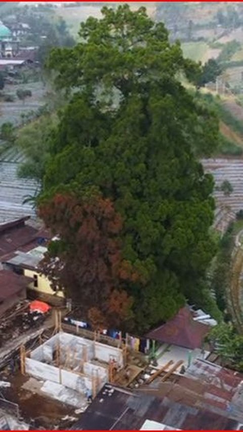 Bila dilihat dari penampakan udara, ukuran pohon cemara itu cukup besar.
