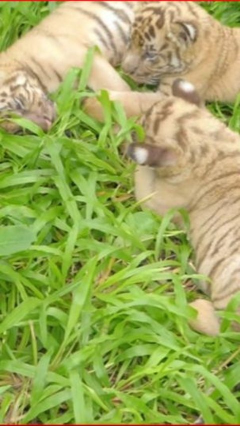 Safari Solo Pamer Tiga Ekor Bayi Harimau Lucu pada Momen Libur Lebaran, Begini Penampakannya