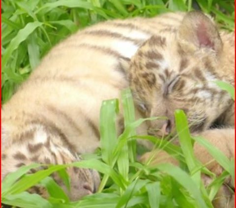 Safari Solo Pamer Tiga Ekor Bayi Harimau Lucu pada Momen Libur Lebaran, Begini Penampakannya