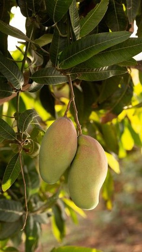 8. Mangga: Nikmat dan Nutrisi