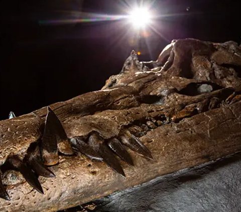 Tengkorak Monster Laut Mematikan Ini Ditemukan, Gigitannya Kalahkan T-rex