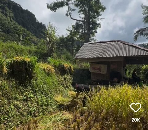 Momen Ayah Lesti Kejora Panen Padi di Kampung, Turun Langsung ke Sawah jadi Sorotan