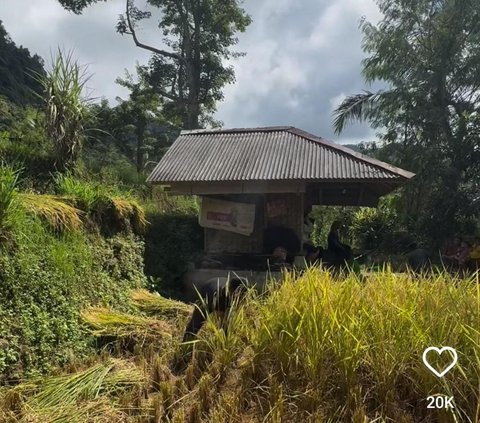 Momen Ayah Lesti Kejora Panen Padi di Kampung, Turun Langsung ke Sawah jadi Sorotan