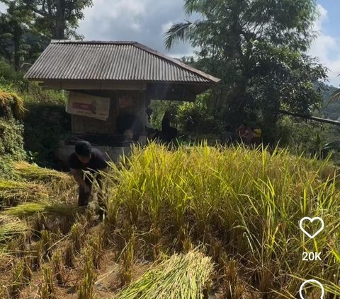 Momen Ayah Lesti Kejora Panen Padi di Kampung, Turun Langsung ke Sawah jadi Sorotan