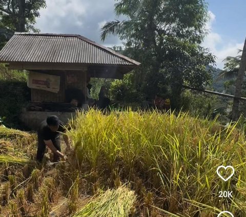 Momen Ayah Lesti Kejora Panen Padi di Kampung, Turun Langsung ke Sawah jadi Sorotan