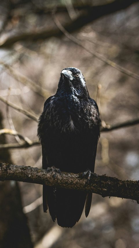 <b>Mitos Burung Gagak, Dipercaya Sebagai Pertanda Buruk</b>