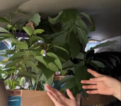 These Moms' Homecoming Moments Are Making a Stir, They Bring Everything Home Including a Tree, Netizens: Are They Going Home or Getting Evicted?