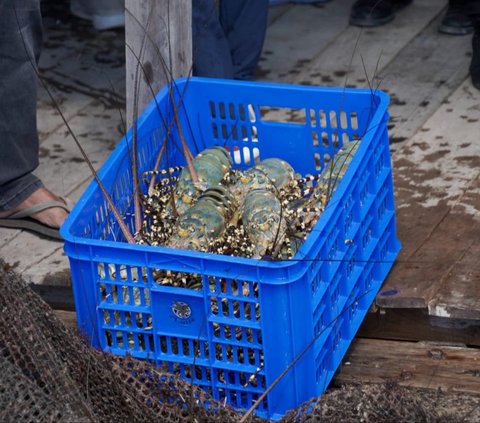 Menteri Trenggono Jengkel Masih Ada Penyelundupan Baby Lobster yang Bikin Negara Rugi Triliunan Rupiah