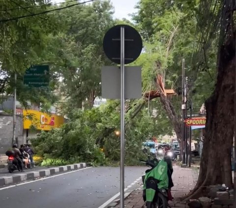 Hujan Deras Disertai Angin Kencang Guyur Jakarta, Enam Pohon Tumbang