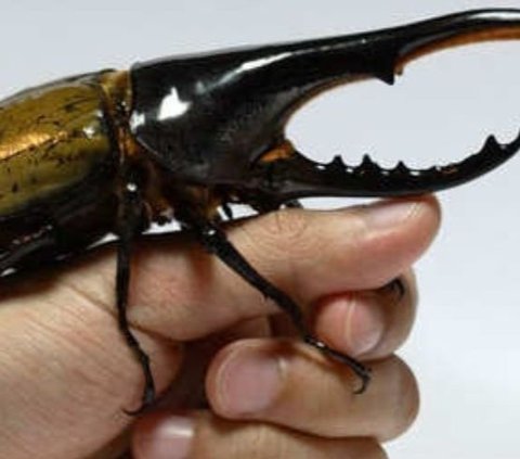 Mengenal Kumbang Hercules, Serangga Berkekuatan Besar, Kemampuannya Bikin Melongo