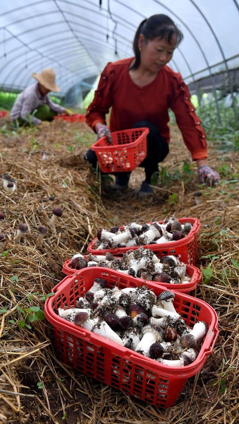 Jamur Matsutake, Kini Menjadi Jamur Termahal di Dunia