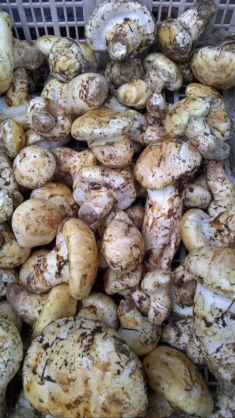 Harga Jamur Matsutake