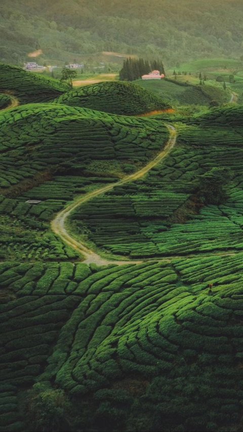 <b>4 Kebun Teh Indah di Sumatra Barat, Ada yang Menjadi Produsen Teh Terbesar Hingga Spot Agrowisata</b>