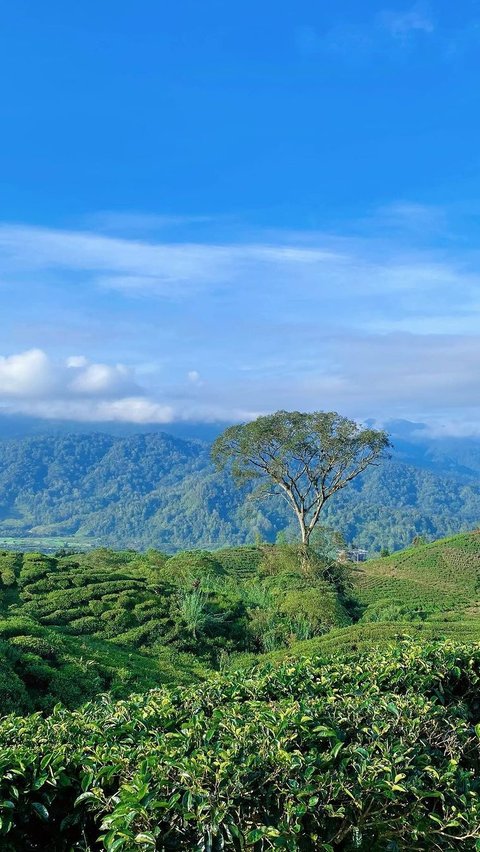 <b>3. Kebun Teh Danau Kembar</b>