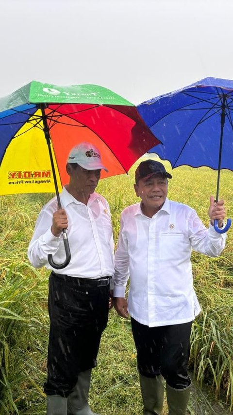 Wamenhan M Herindra Tinjau Panen Raya Food Estate di Papua Selatan