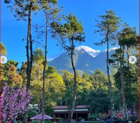 Merasakan Sensasi Berkemah di Bukit Sakura, Surga Tersembunyi di Lereng Gunung Lawu