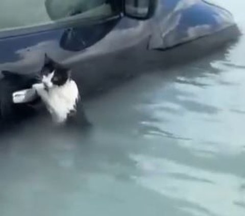 VIDEO Detik-Detik Seseorang Selamatkan Kucing Bergantung di Pintu Mobil Saat Banjir di Dubai