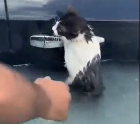 VIDEO Detik-Detik Seseorang Selamatkan Kucing Bergantung di Pintu Mobil Saat Banjir di Dubai